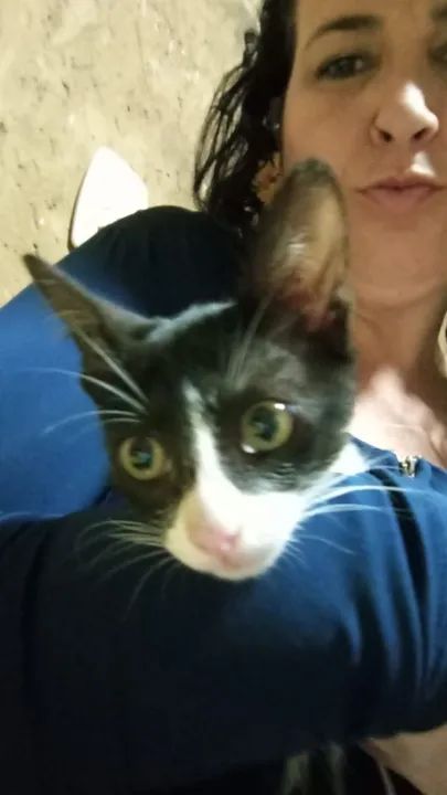 Gatinho branco e preto para adoção - Foto 2