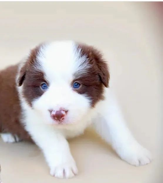 Border Collie trabalhamos com mais de 20 raças. - Foto 3