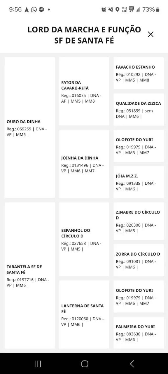 Potro Mangalarga Marchador - Foto 6