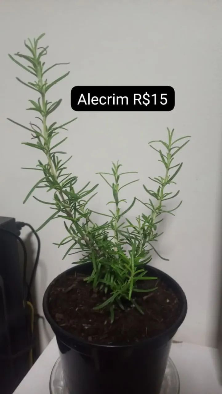 Plantas  - Foto 2