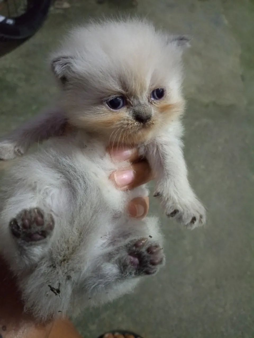 Filhote de gata persa 