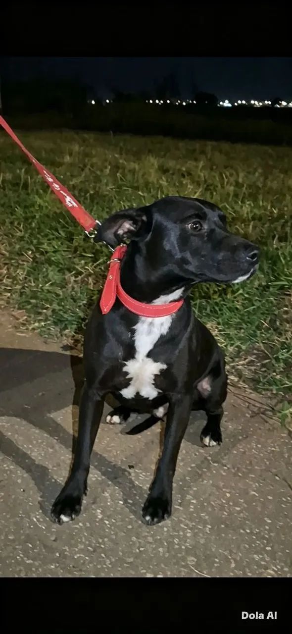 Doação responsável de cachorro  - Foto 3