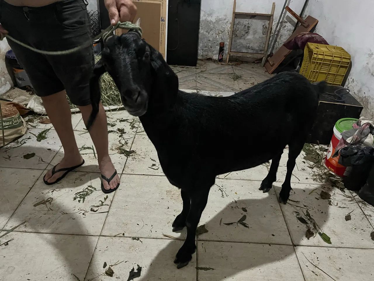 Cabra anglo nubiano amojada  - Foto 4