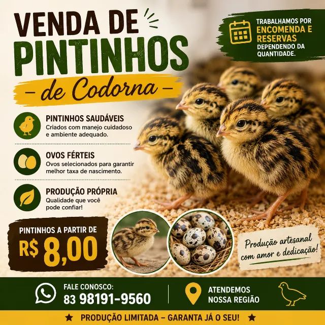 Codorna ,ovos férteis 