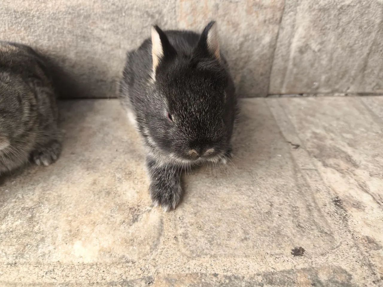 Mini coelho  - Foto 3