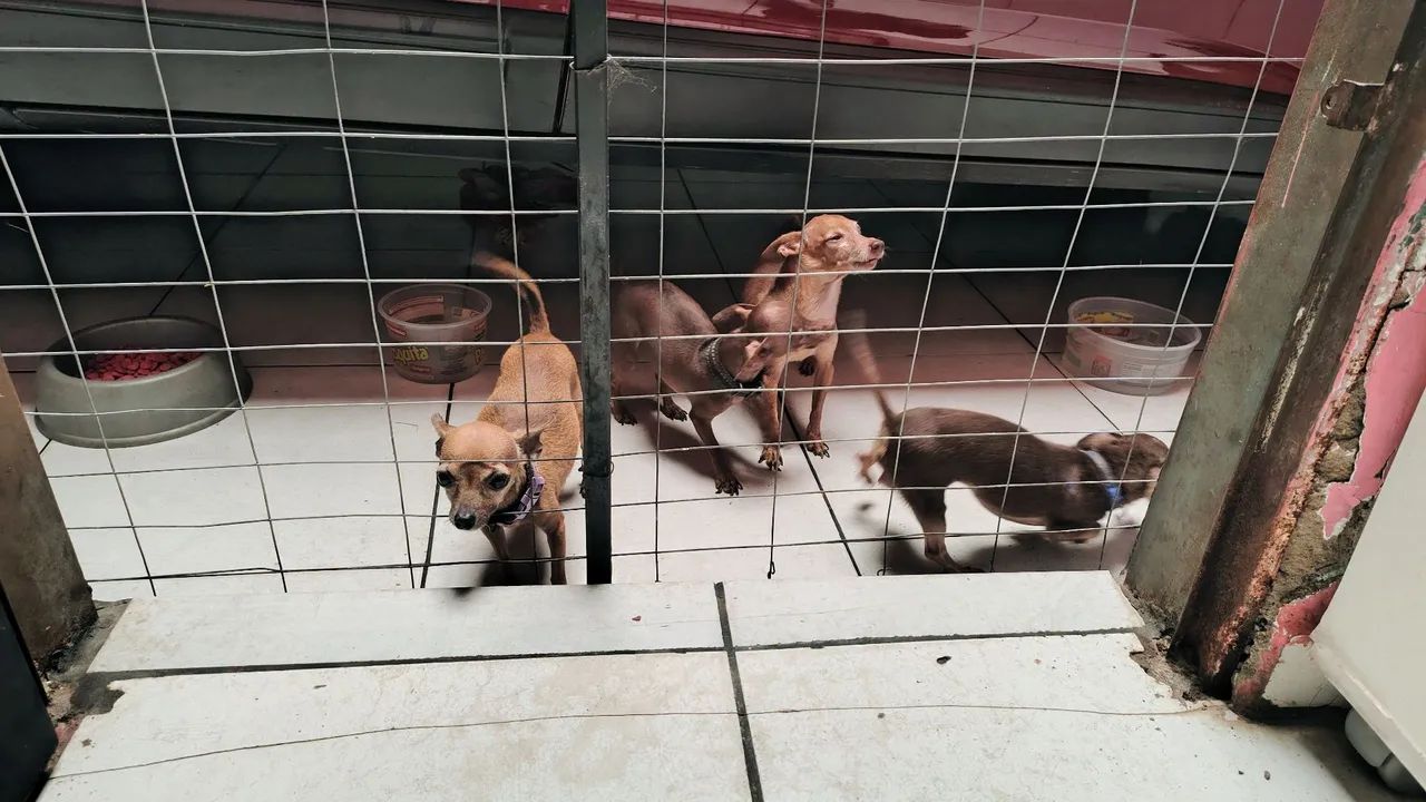 Pincher machinho  - Foto 4