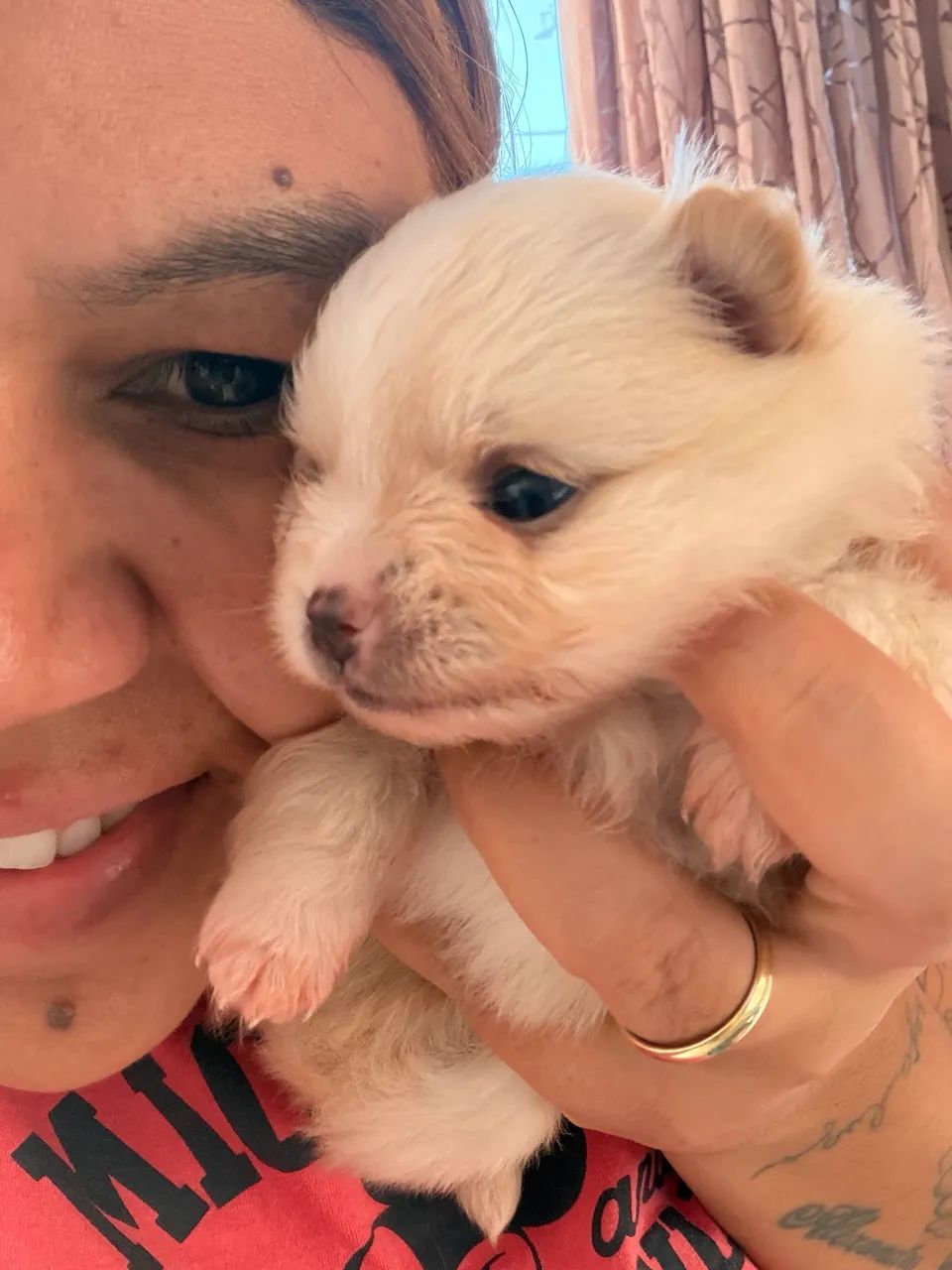 Lulu da pomerania lindas