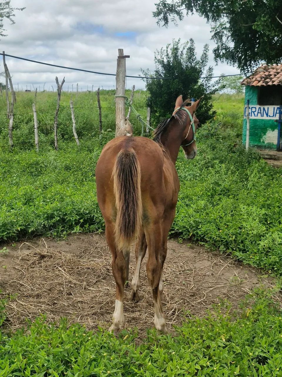 Cavalo - Foto 3