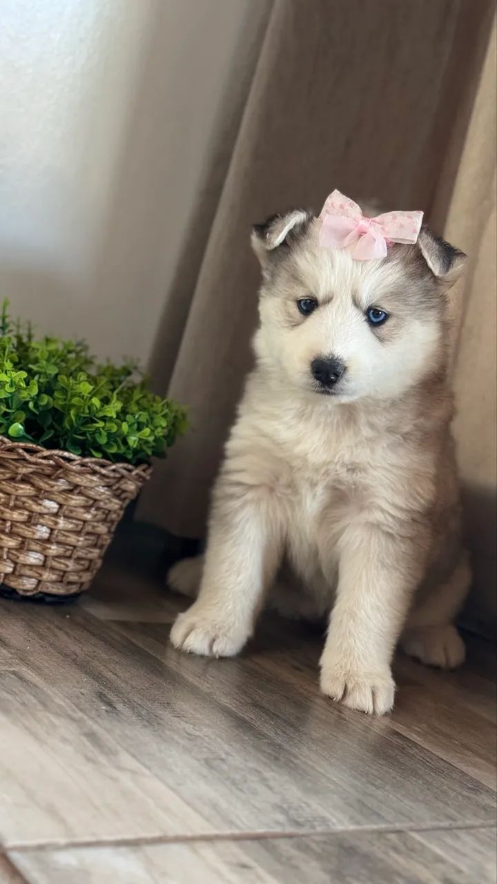 Husky siberiano Fêmea  - Foto 4