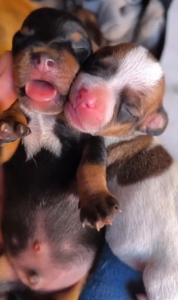 Filhote de dachshund puro - Foto 3
