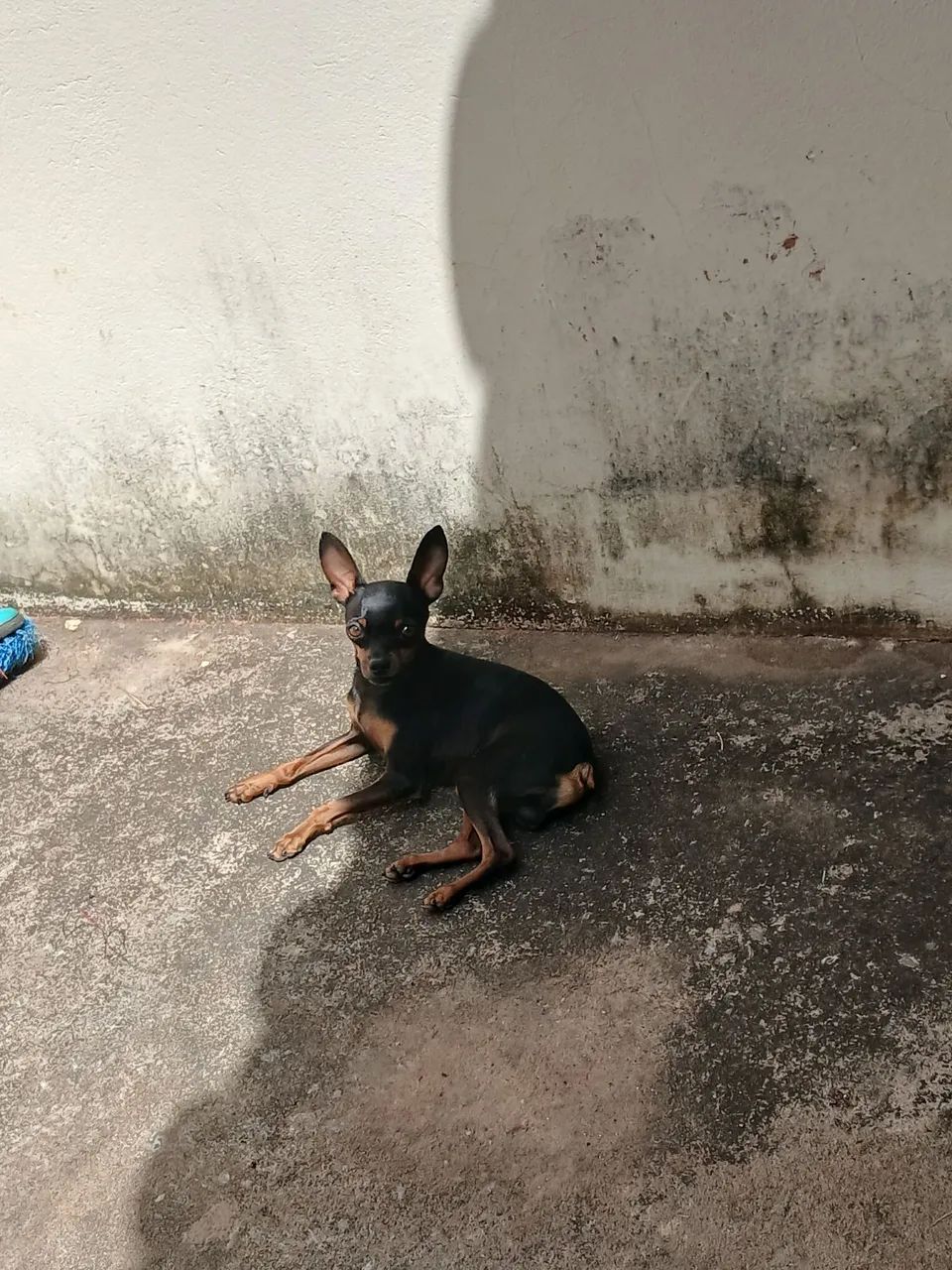 Pinscher macho