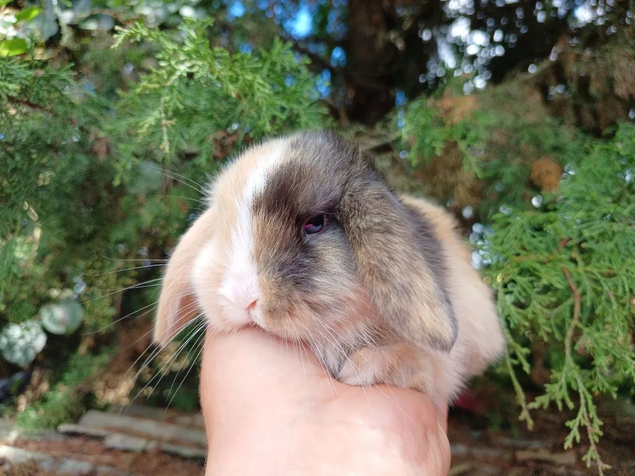 Coelho Mini lop filhote