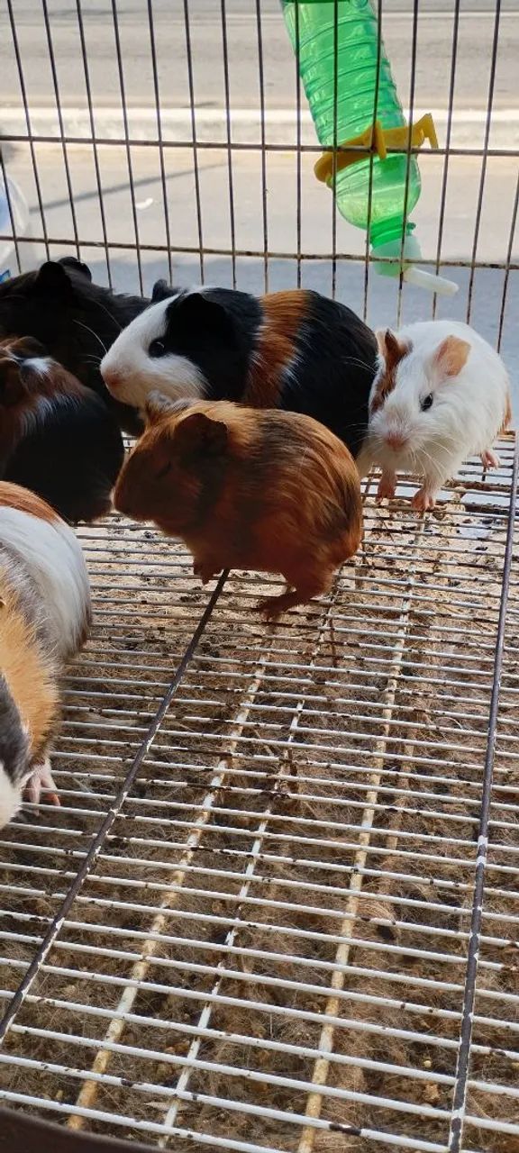 Vendo porquinhos da índia  - Foto 2