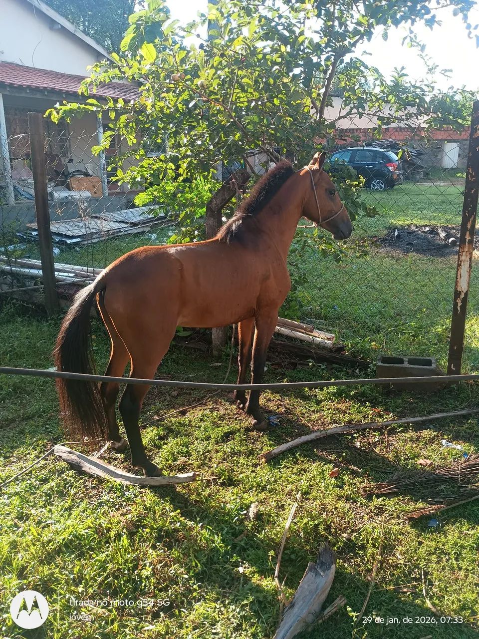 petiço 2anos garanhão limpo de defeito  - Foto 3