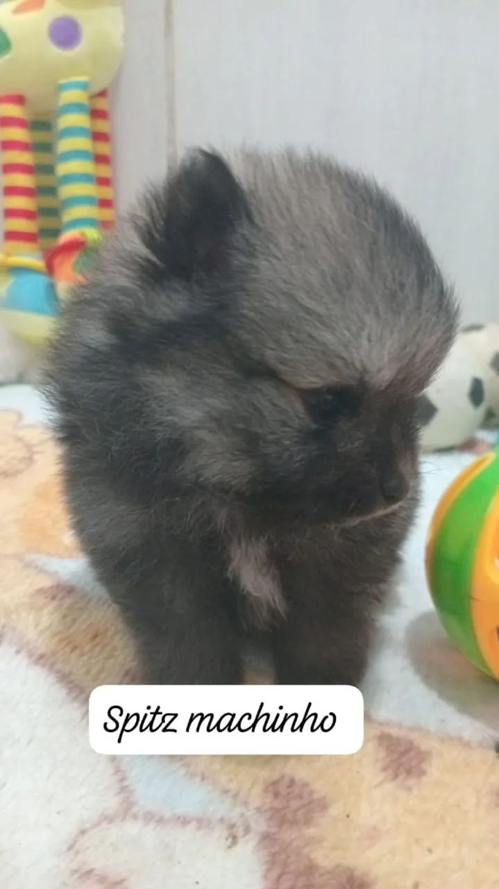 Filhote de Spitz macho  - Foto 2