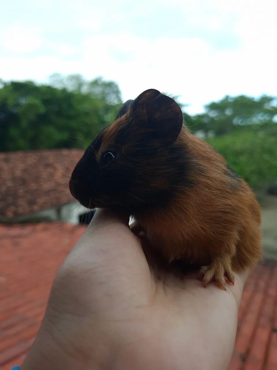Porquinho da Índia 
