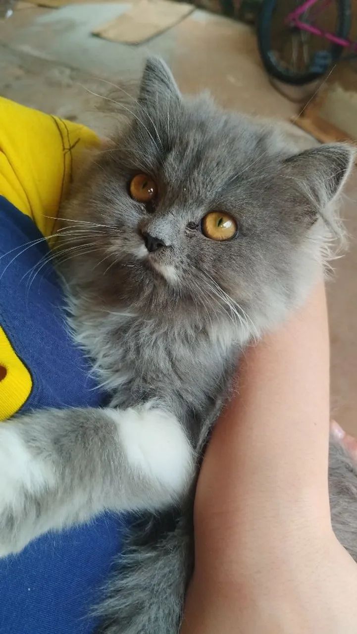Gato persa macho