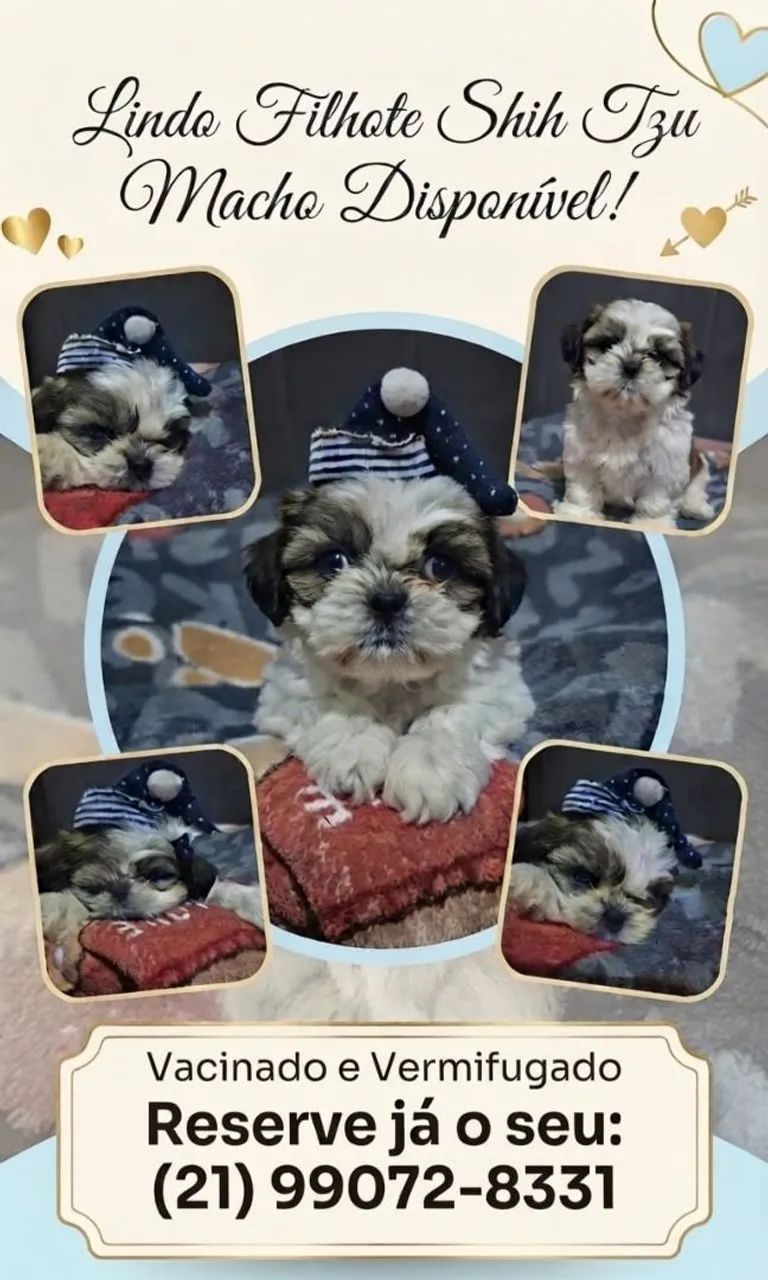 ? Filhotes de Shih Tzu Micro Disponíveis!