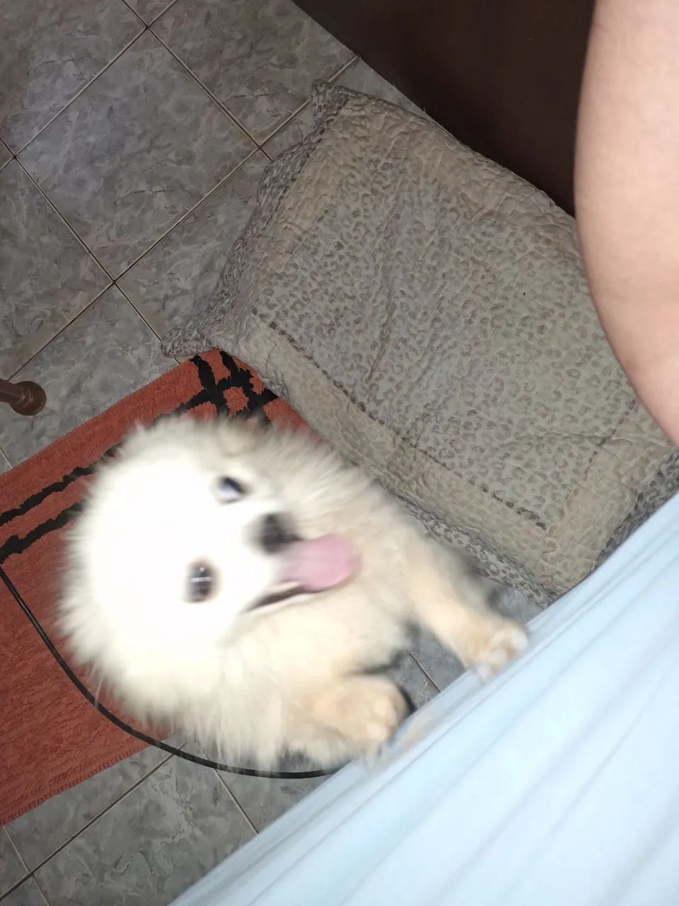 PROC. Spitz Alemão macho cobertura. - Foto 4