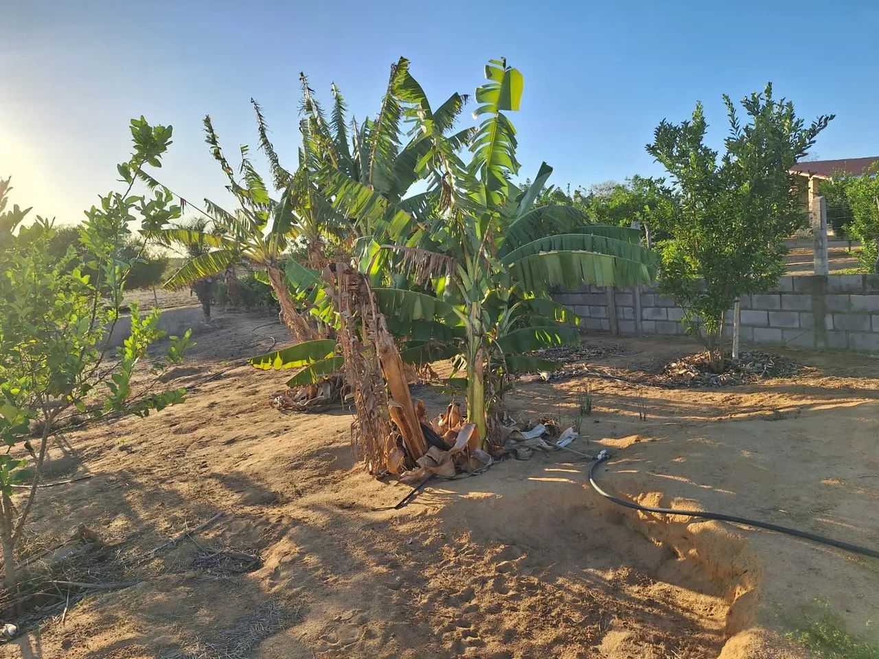 Vende-se 2 Tarefas Teiú-Cariacá - Foto 5
