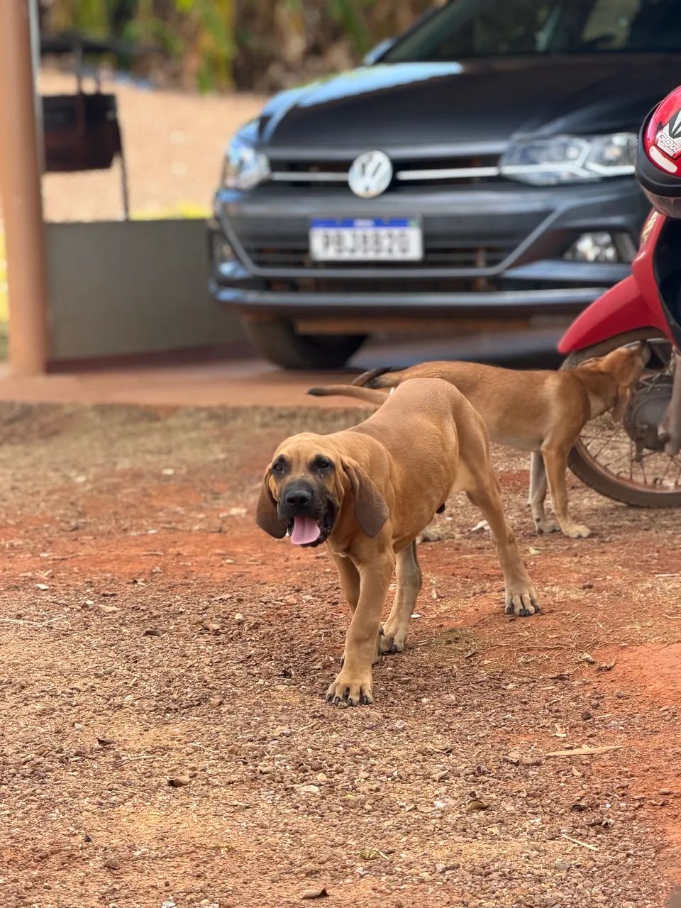 FILA BRASILEIRO - Foto 2