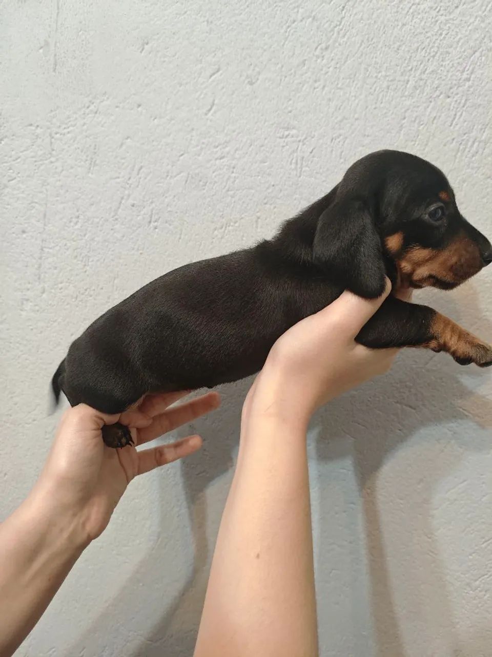 FEME DE DACHSHUND (Salsichinha) - Foto 2
