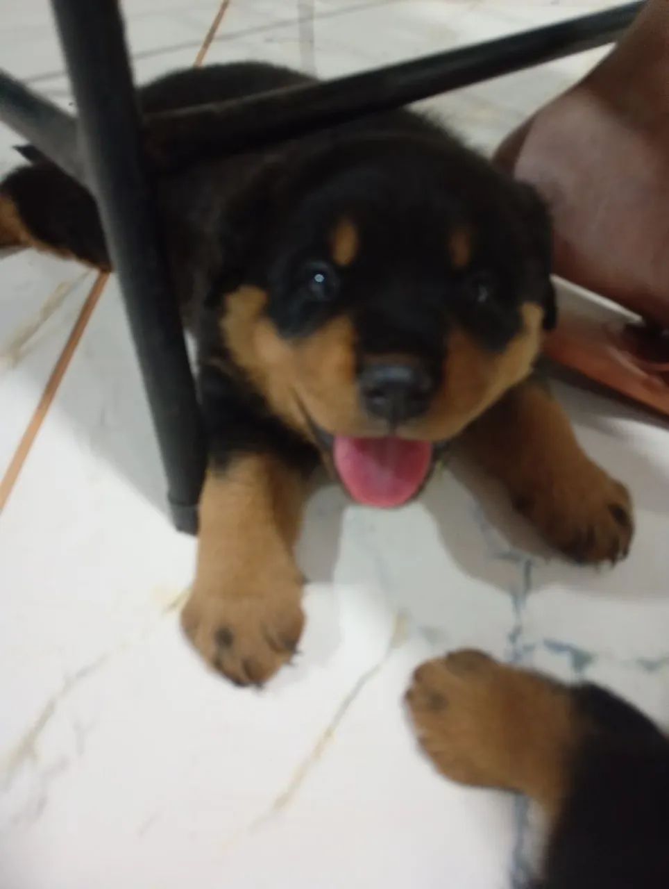 Venda de pets  - Foto 3