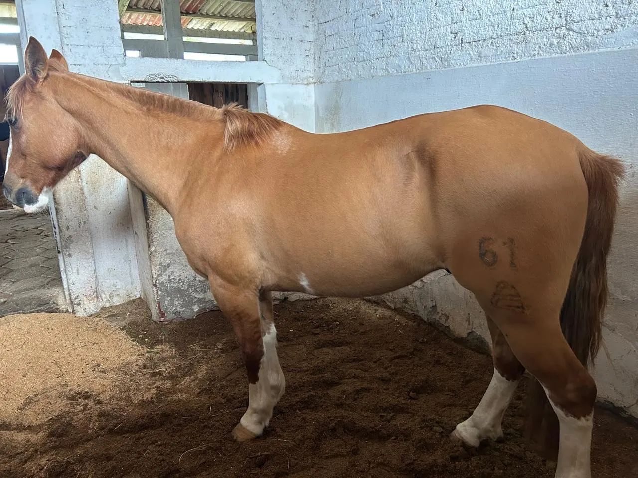 Cavalo Criolo - Foto 2