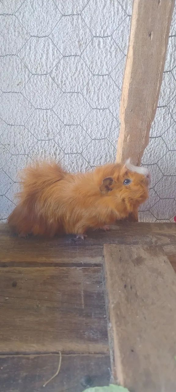 Porquinho da índia Abissínio