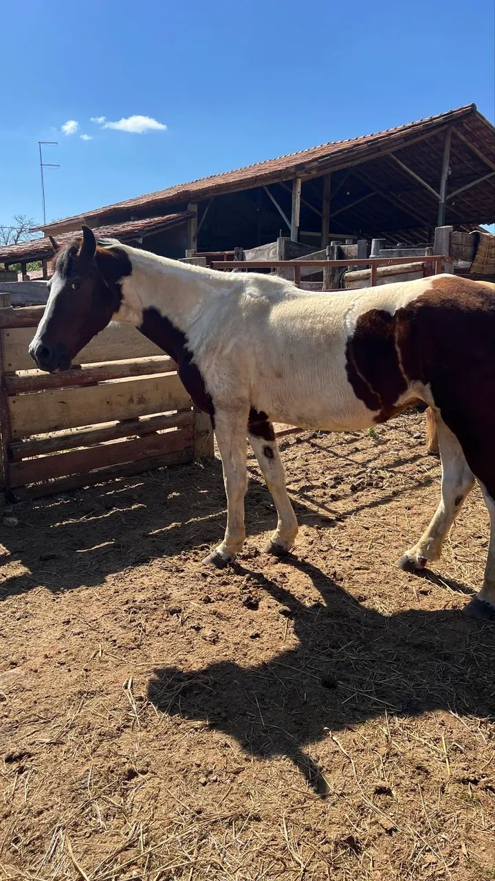 Vendo esse cavalo  - Foto 2