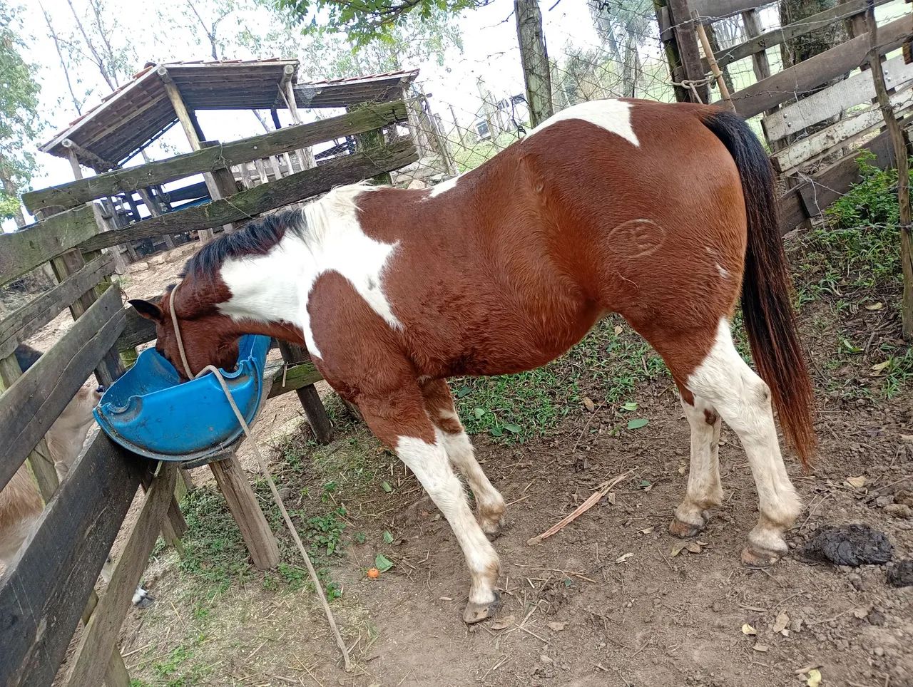 Cavalo quarto de milha Bulldog pampa - Foto 3