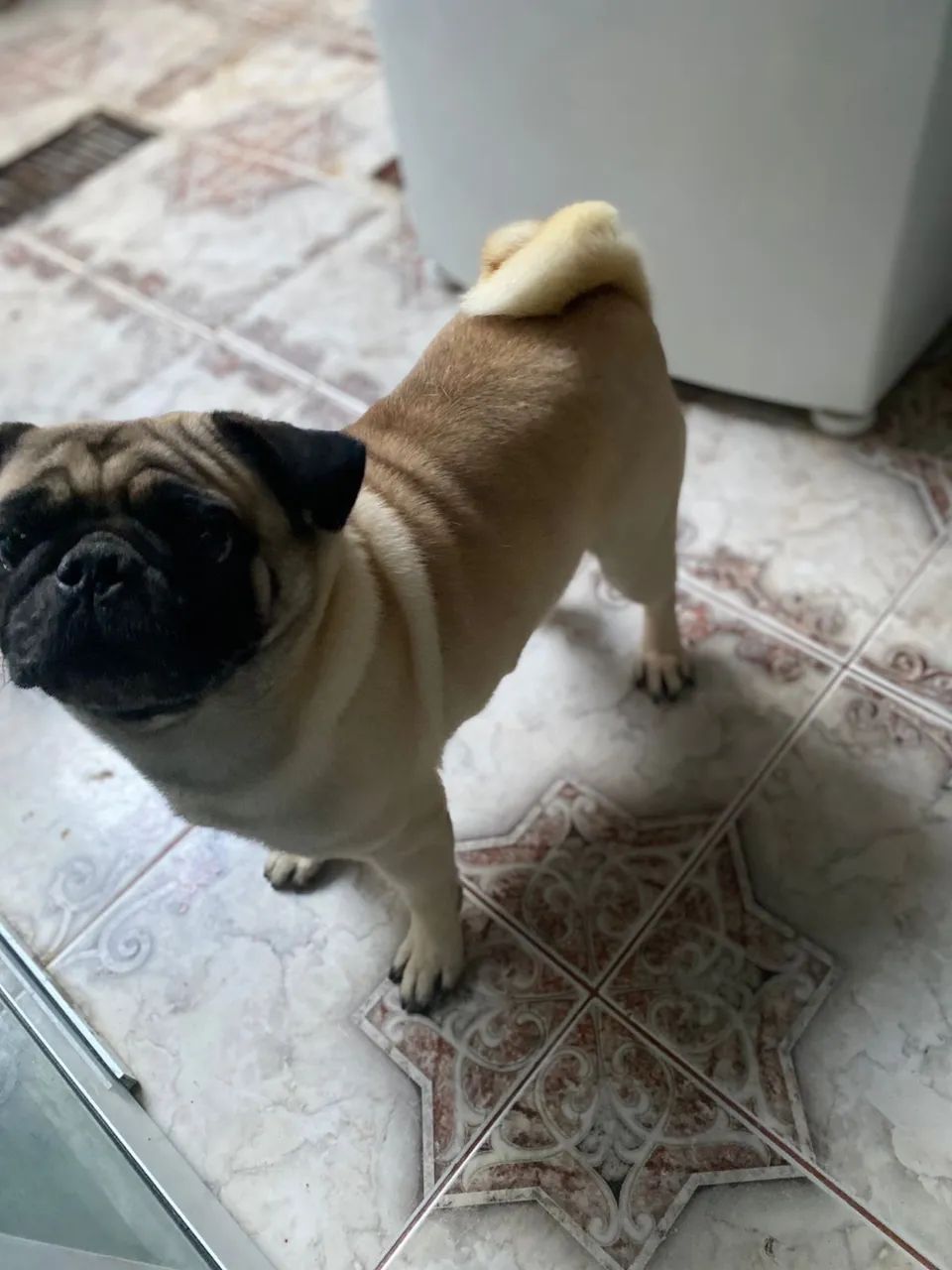 Cachorro pug - Foto 4