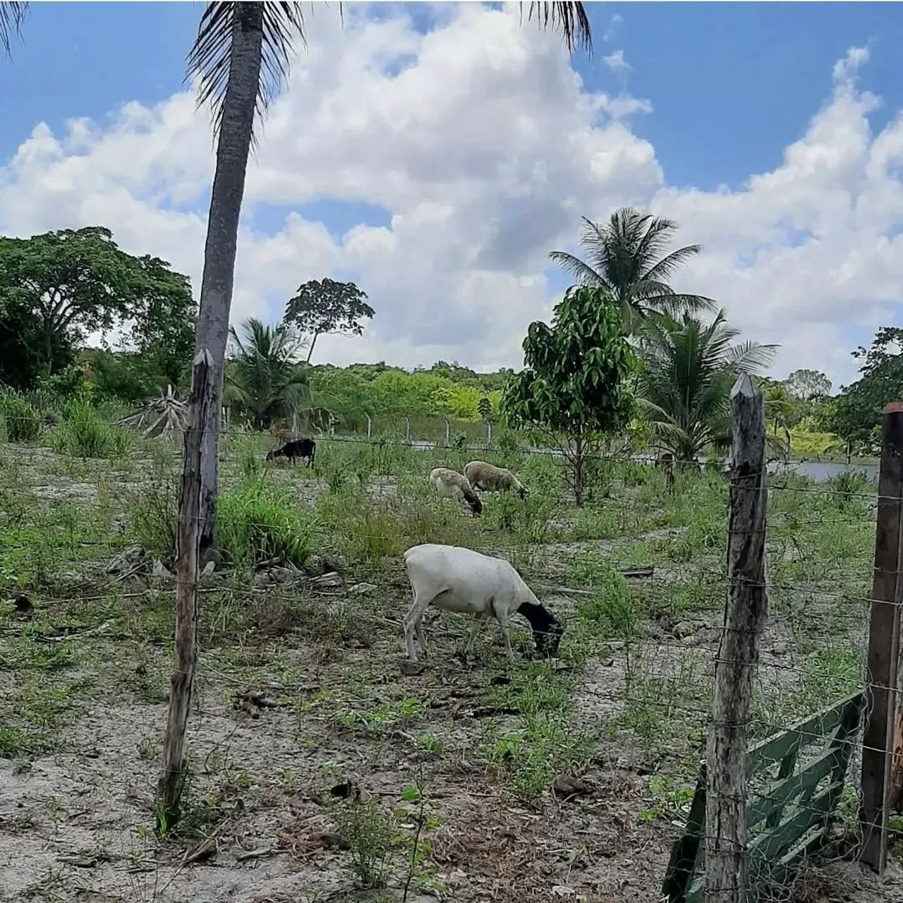 Granja em Alhandra - Foto 3