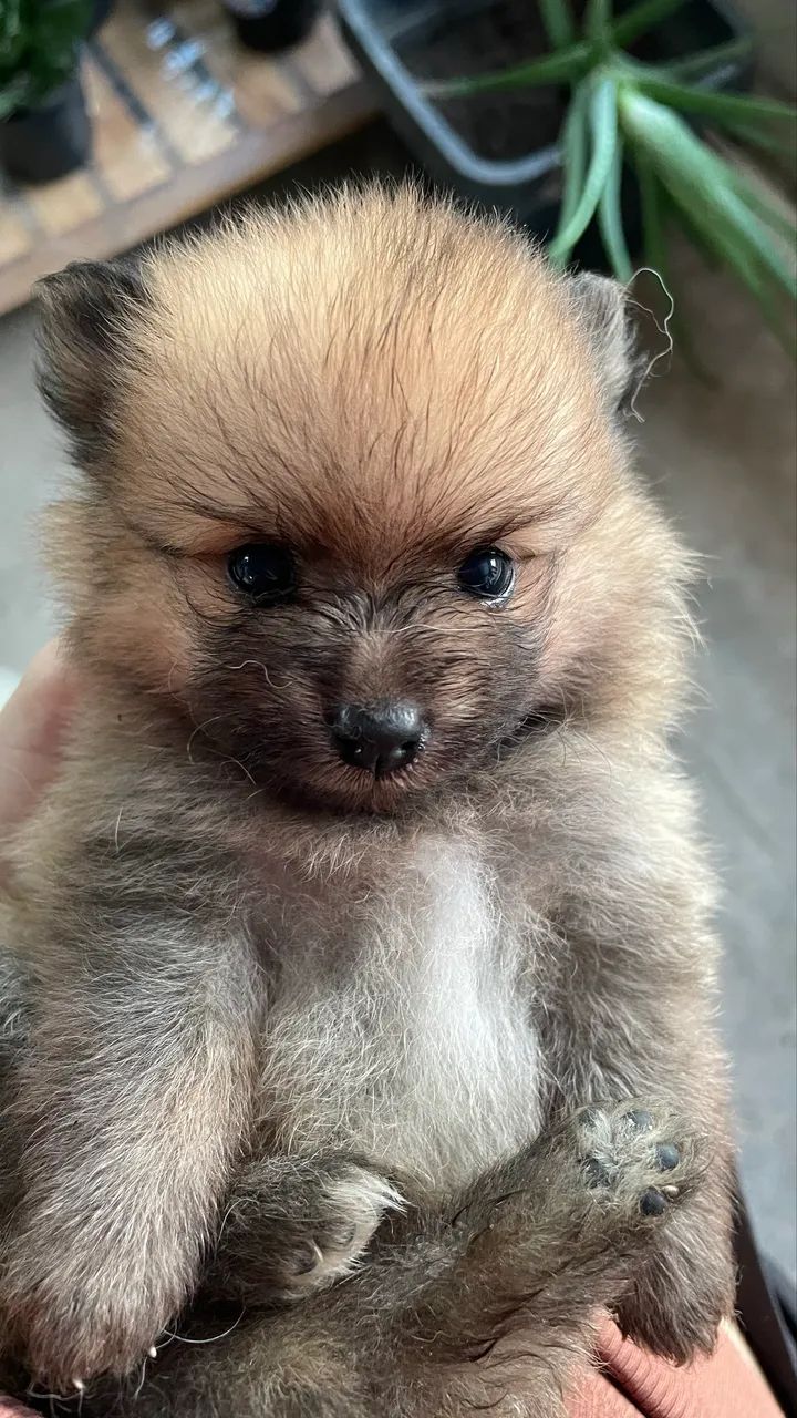 Lulu da pomeranea - Foto 4