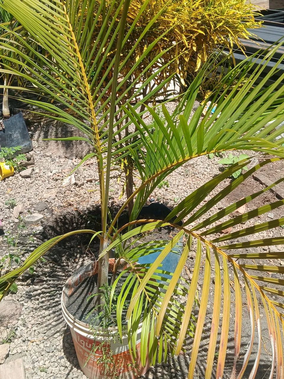 Plantas