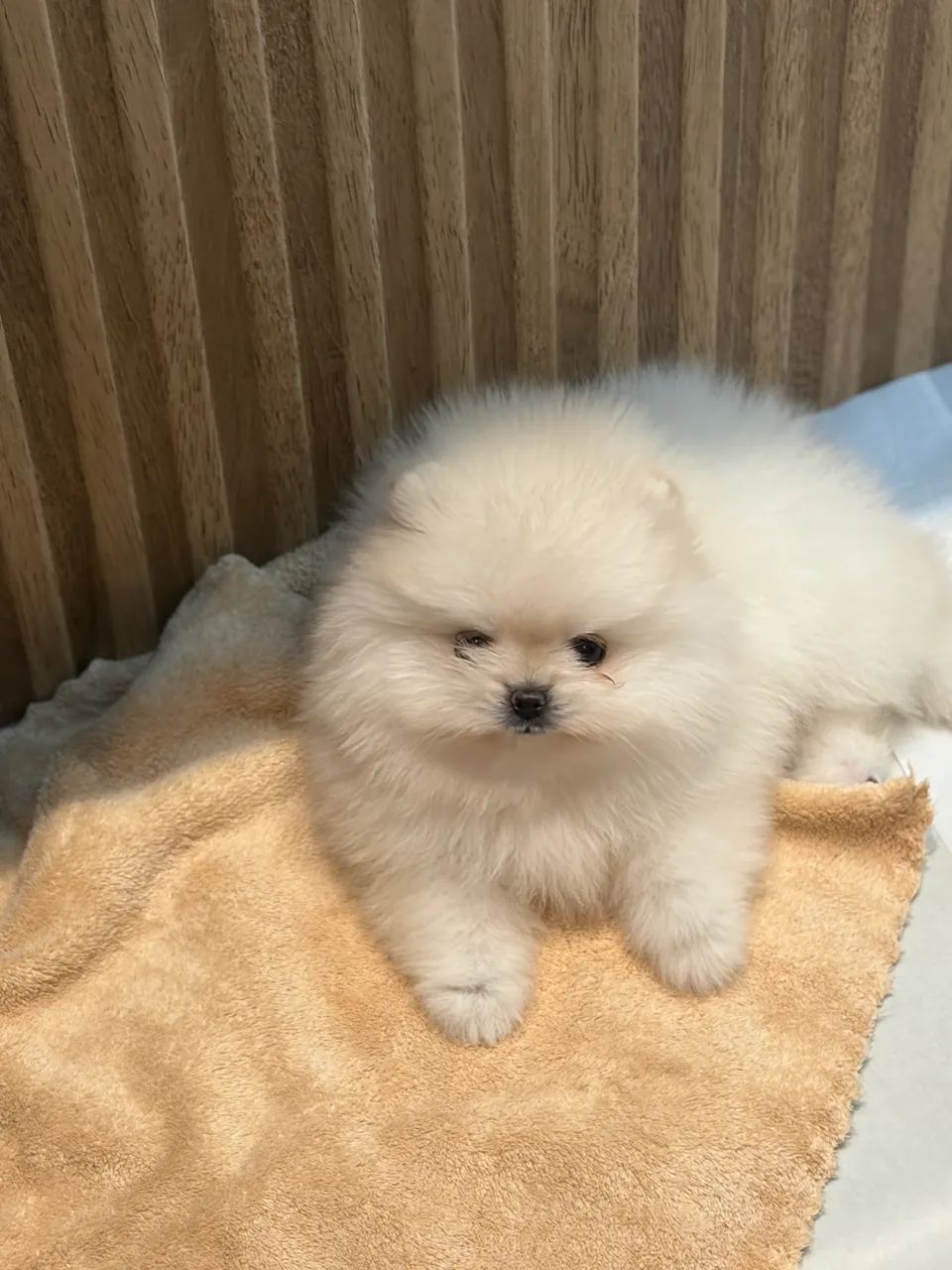 Spitz alemão  - Foto 3