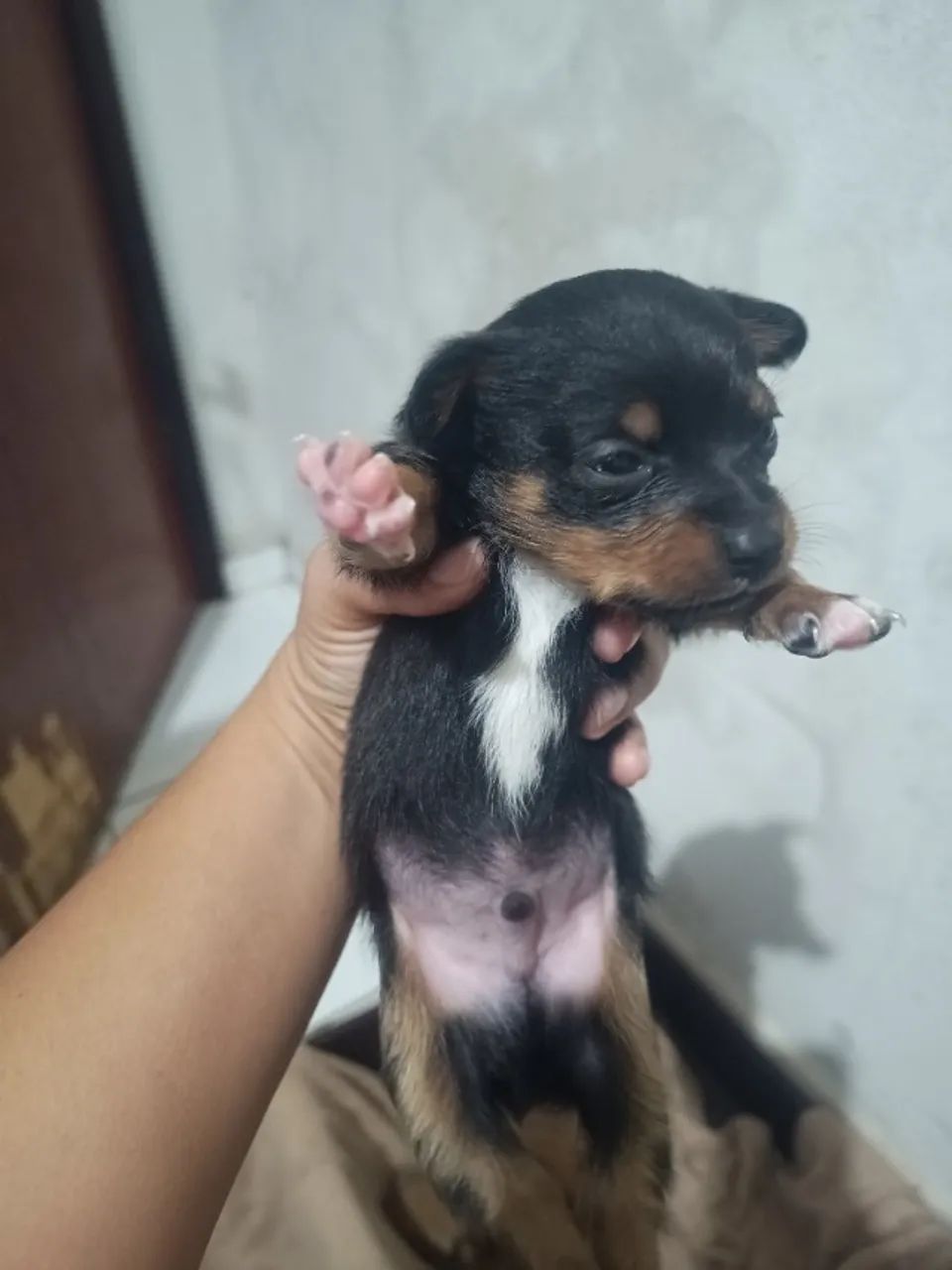 Cachorro pincher 1  - Foto 5