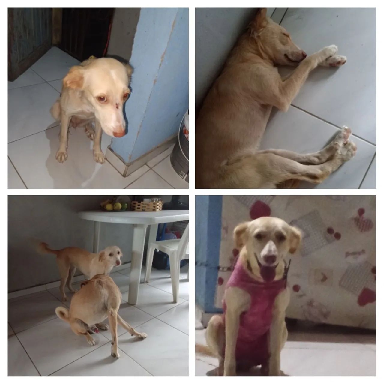 Estou doando os dois 
