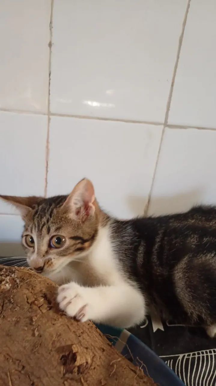 Adoção Responsável  - Foto 2