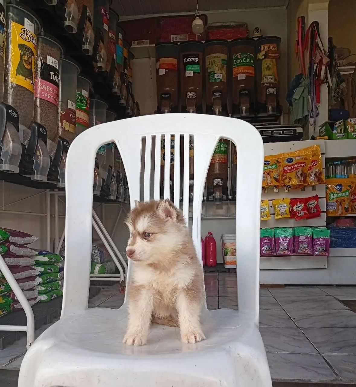 Husky siberiano fêmea - Foto 3