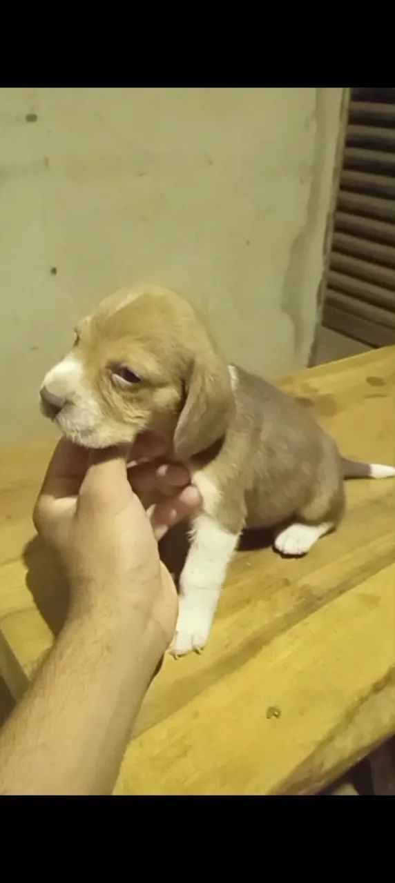 Beagle - Foto 3