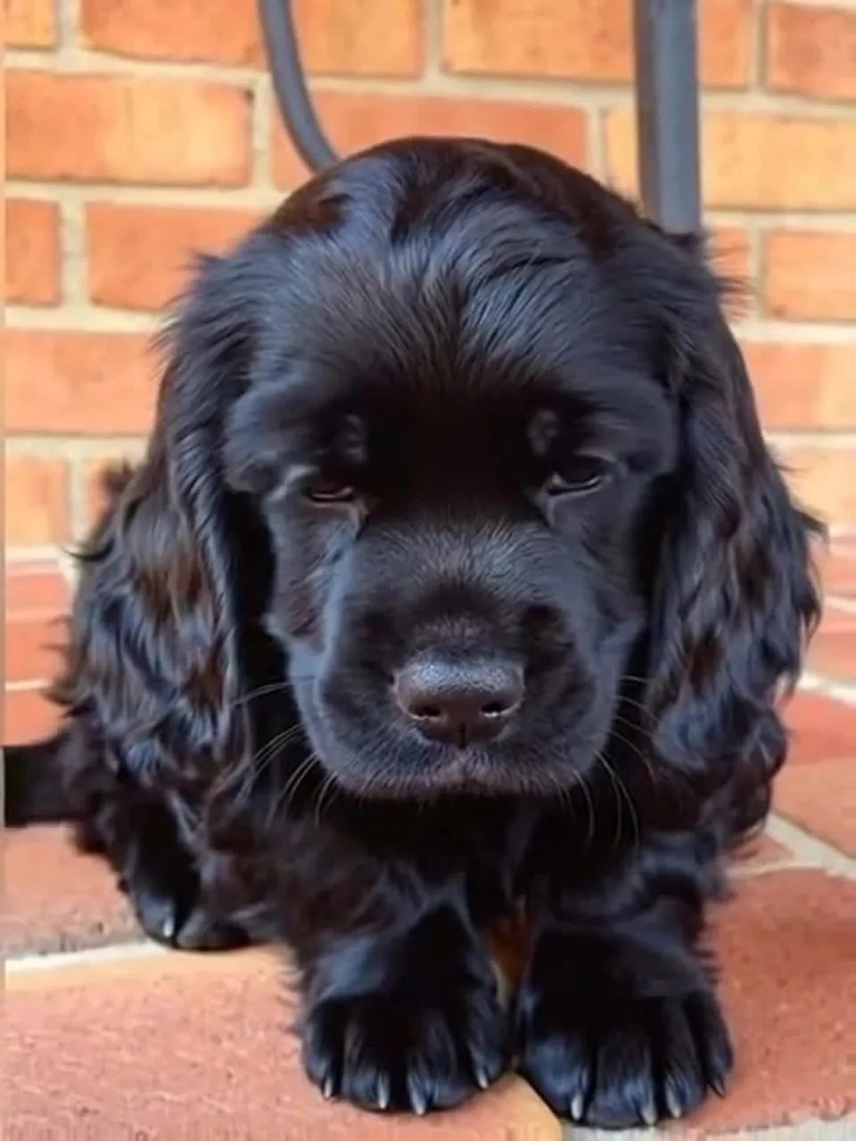 Cocker o inverno fica mais feliz com um novo amigo 