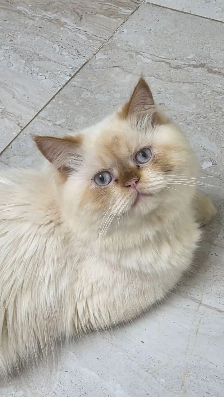 Vendo gato persa. - Foto 4