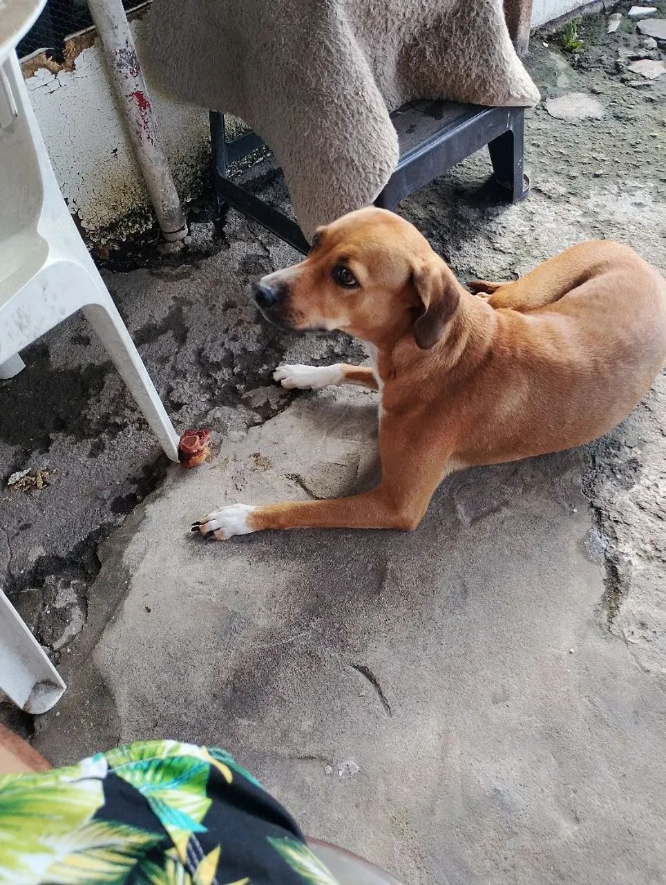 Estou doando essa cachorrinha - Foto 4