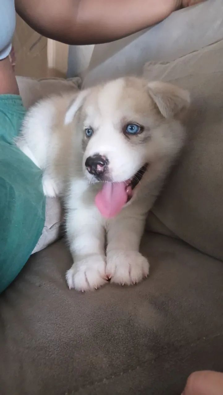 HUSKY SIBERIANO 