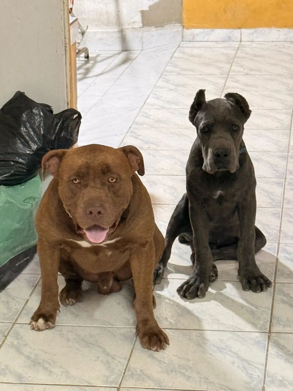 Cane corso macho 4 meses - Foto 3