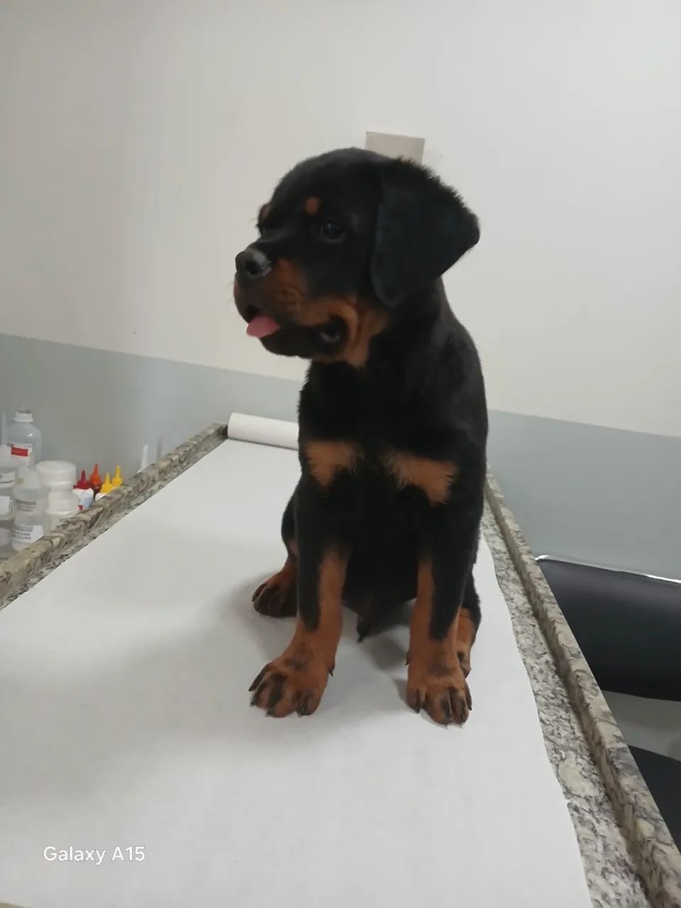 Filhotes de Rottweiler disponíveis  - Foto 3