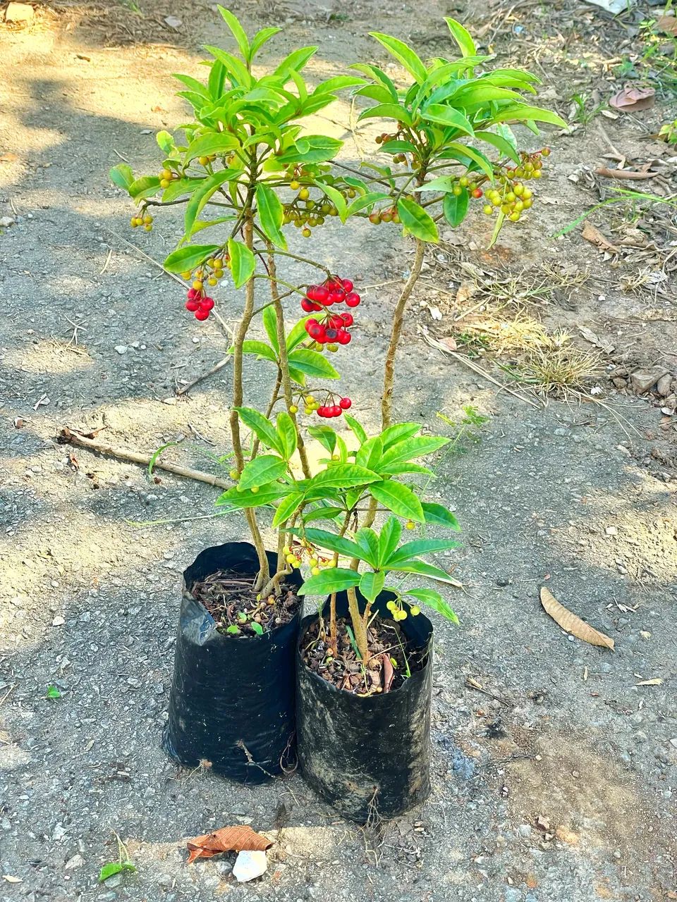 Ardisia Planta