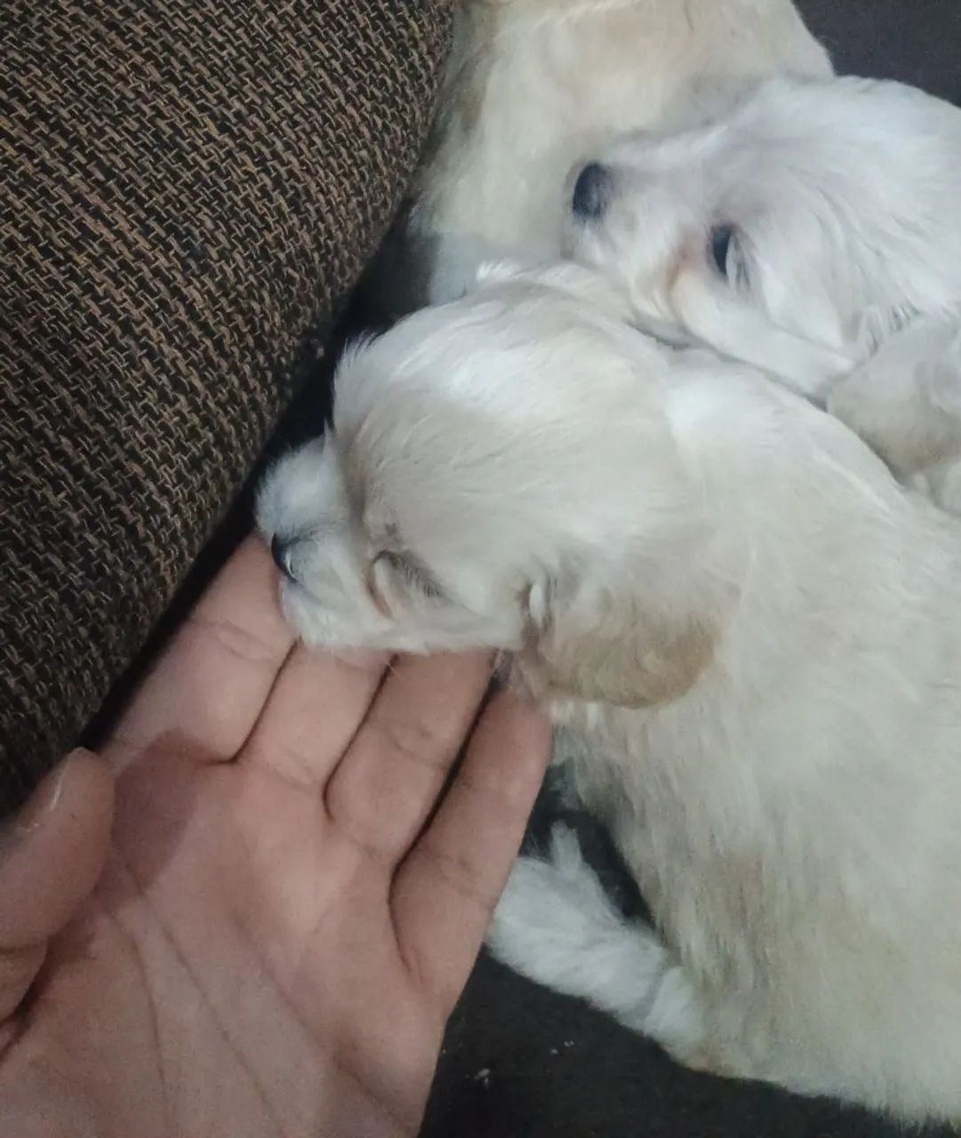 Vendo casal de poodle 