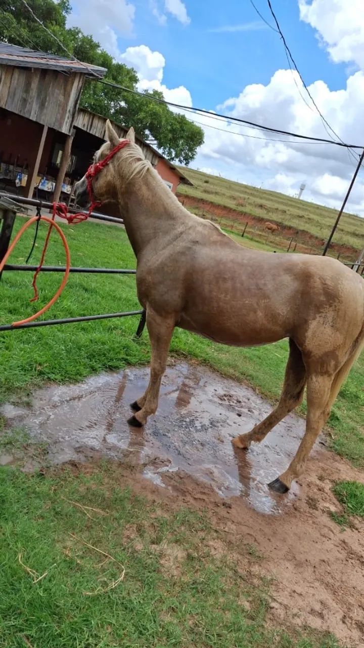 Potra quarto de milha  - Foto 2